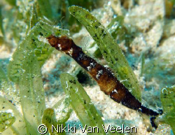 Hairy pygmy pipehorse taken in Ras Mohamed Park with Olym... by Nikki Van Veelen 